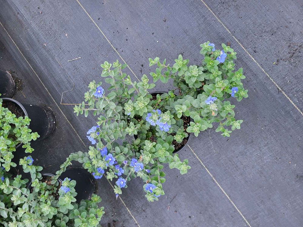 evolvulus-glomeratus-blue-daze