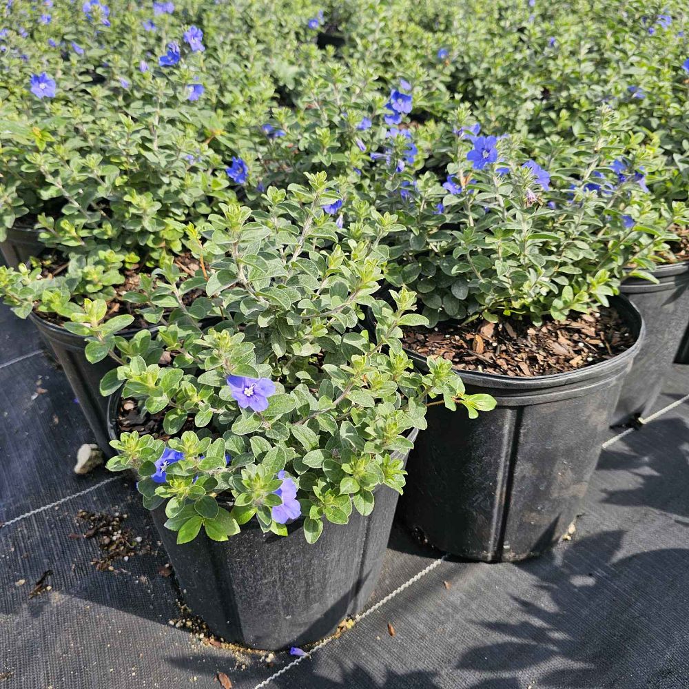 evolvulus-glomeratus-blue-daze