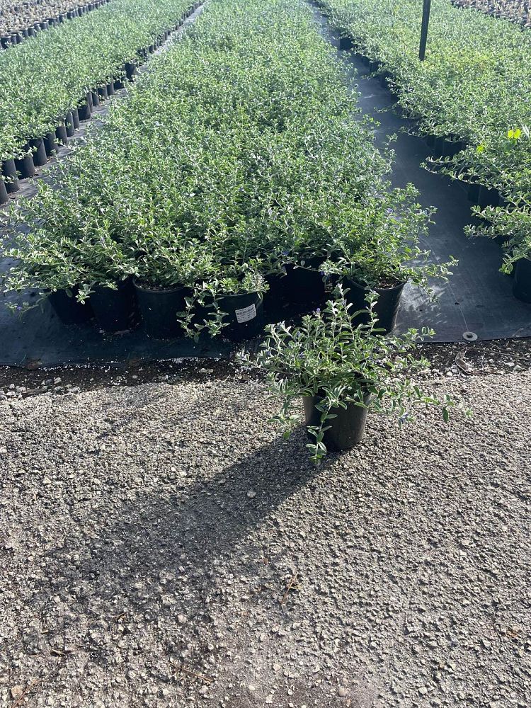 evolvulus-glomeratus-blue-daze