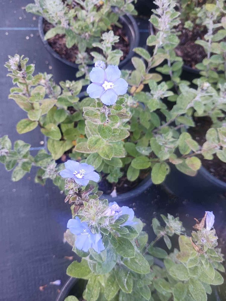 evolvulus-glomeratus-blue-eyes-blue-daze