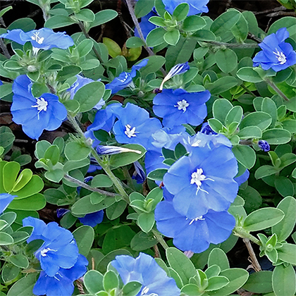 evolvulus-glomeratus-blue-eyes-blue-daze