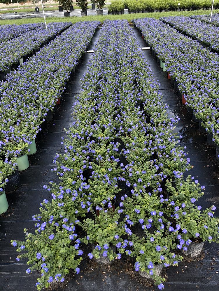 Mid Florida Nurseries | plantANT.com