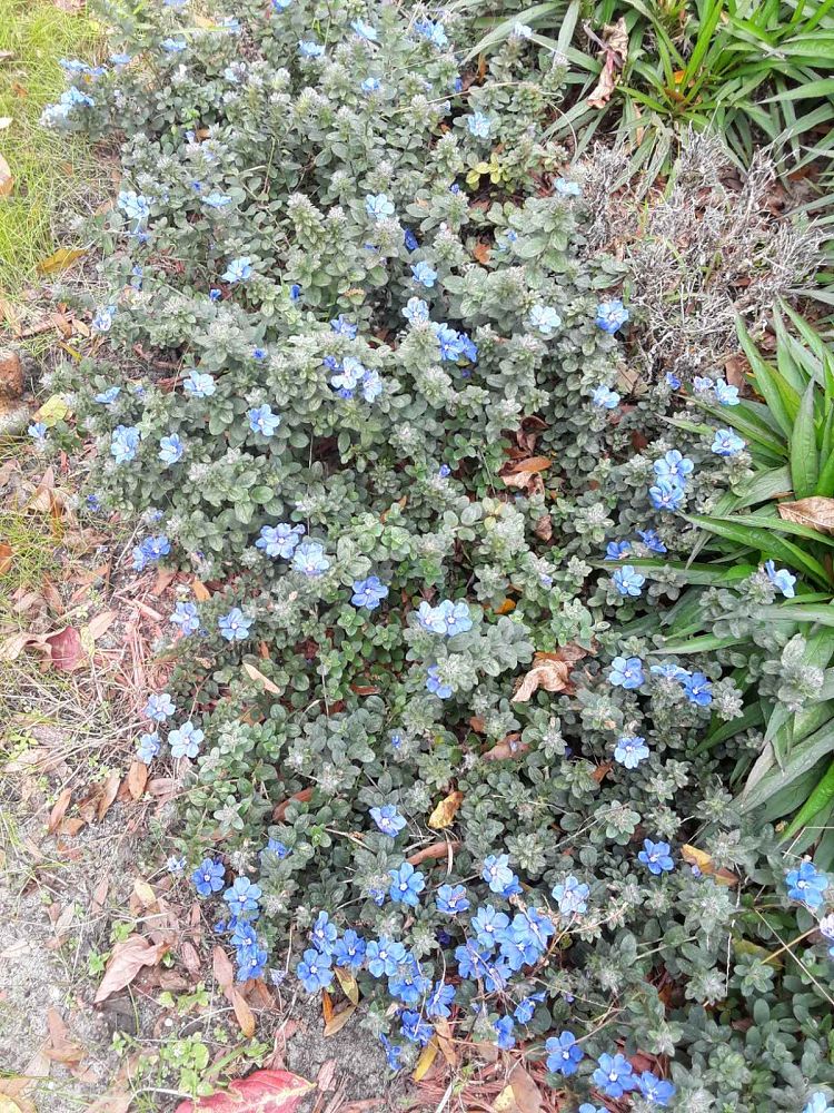 evolvulus-glomeratus-blue-my-mind-blue-daze