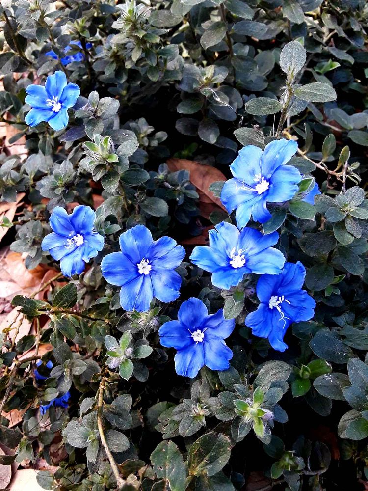 evolvulus-glomeratus-blue-my-mind-blue-daze
