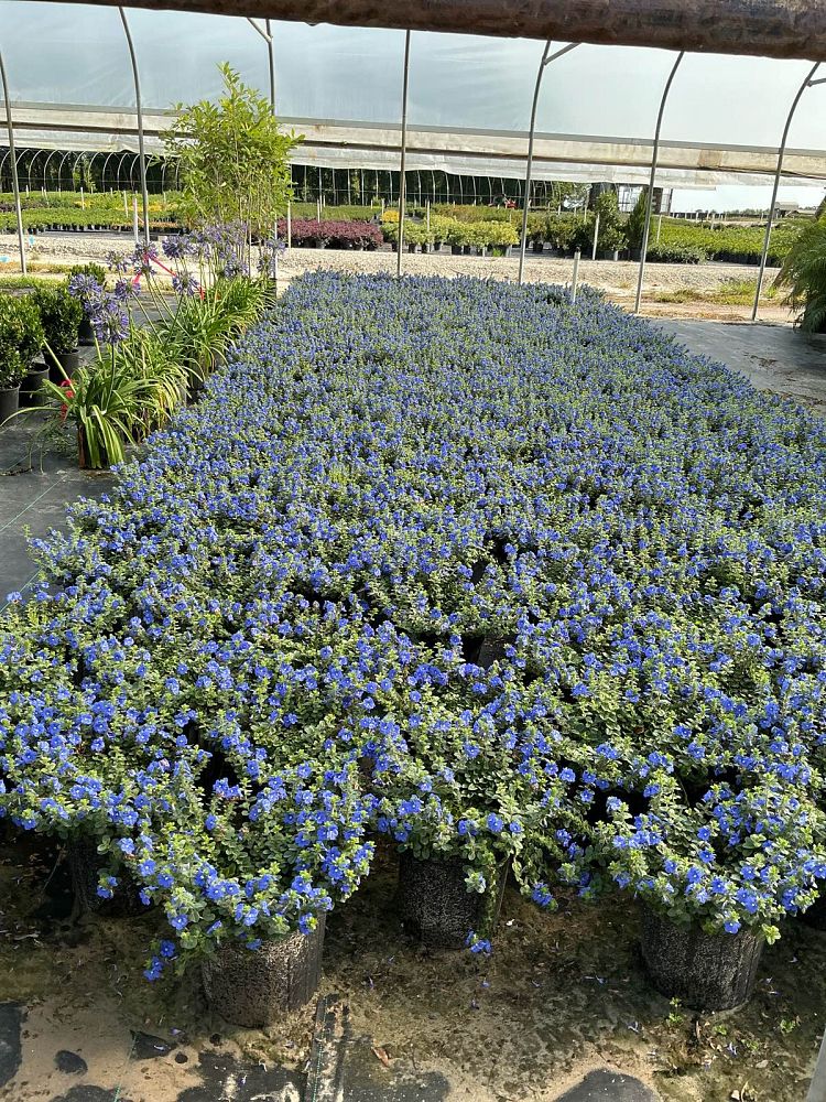 evolvulus-glomeratus-blue-my-mind-blue-daze