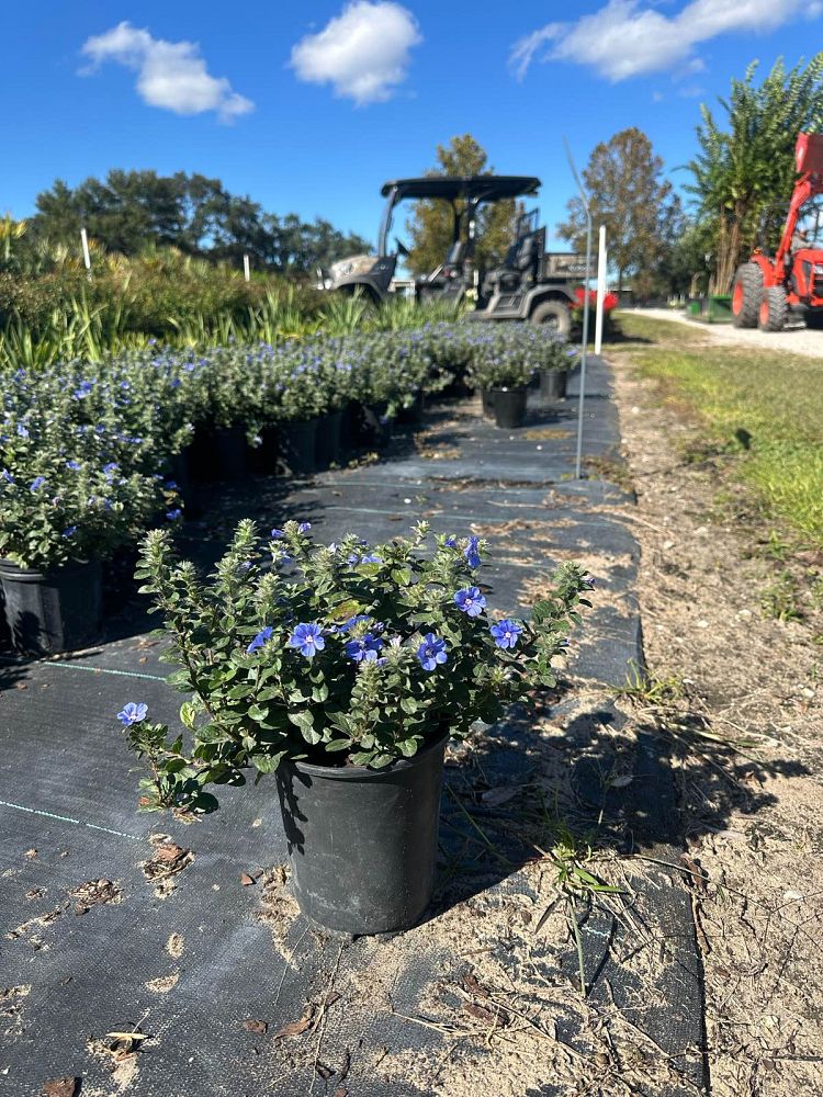 evolvulus-glomeratus-blue-my-mind-blue-daze