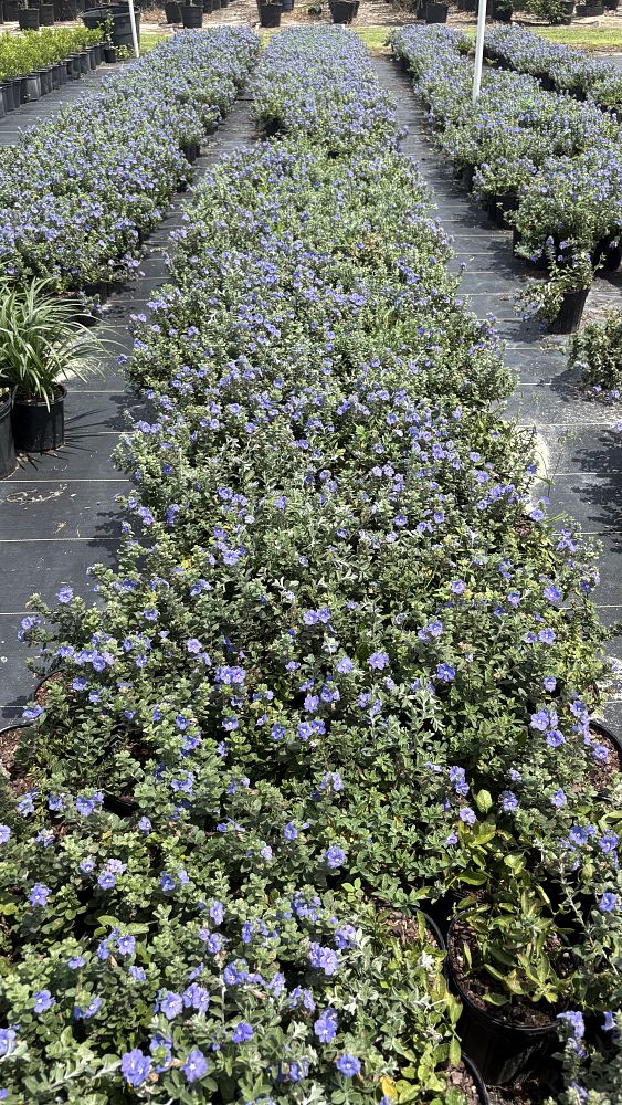 evolvulus-glomeratus-blue-my-mind-blue-daze