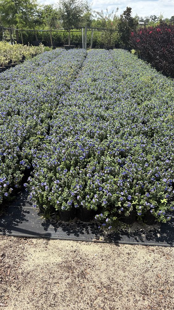 evolvulus-glomeratus-blue-my-mind-blue-daze