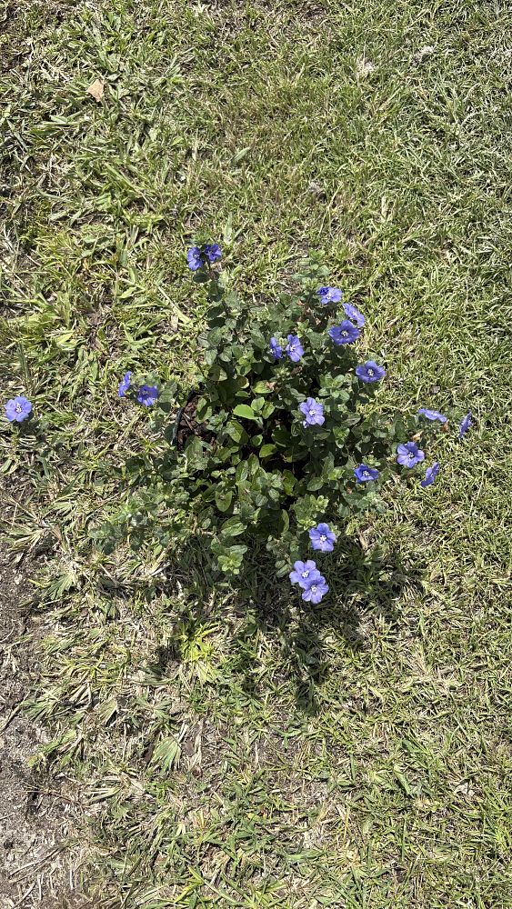 evolvulus-glomeratus-blue-my-mind-blue-daze