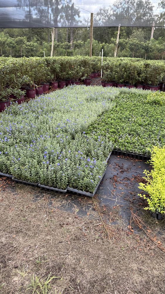 evolvulus-glomeratus-blue-my-mind-blue-daze