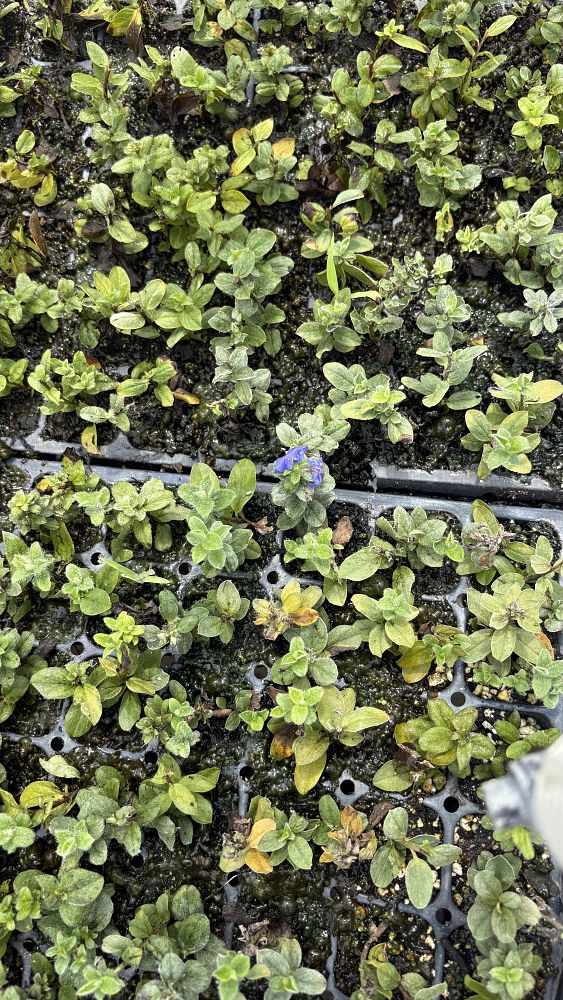 evolvulus-glomeratus-blue-my-mind-blue-daze