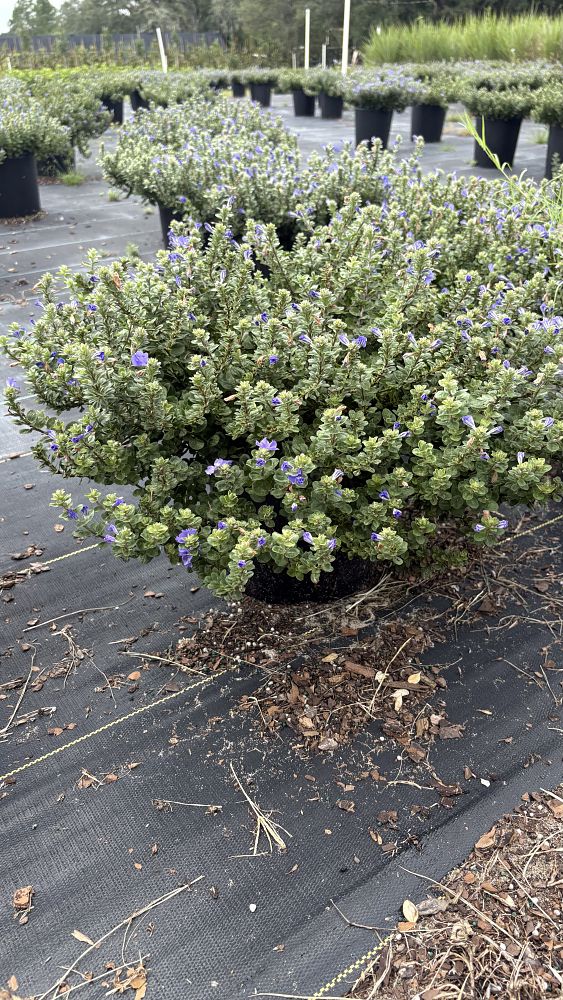 evolvulus-glomeratus-blue-my-mind-blue-daze