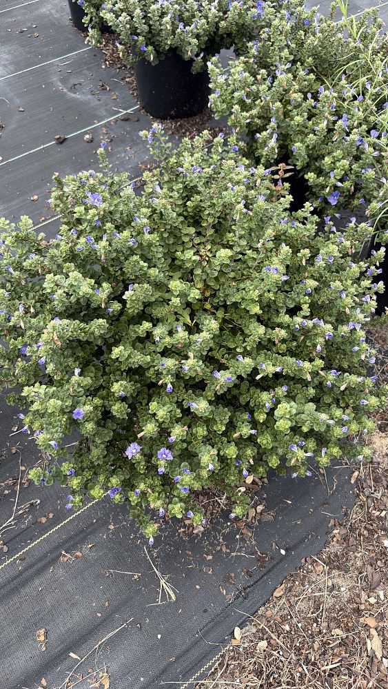 evolvulus-glomeratus-blue-my-mind-blue-daze