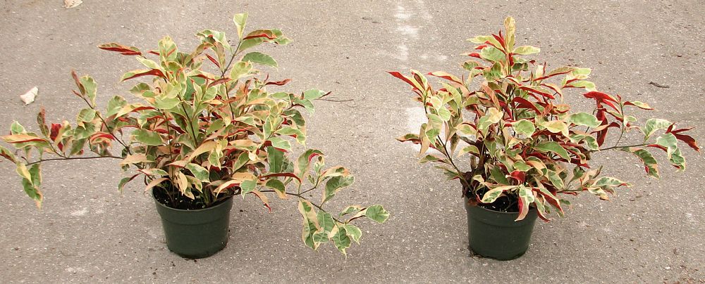 excoecaria-cochinchinensis-chinese-croton-firestorm