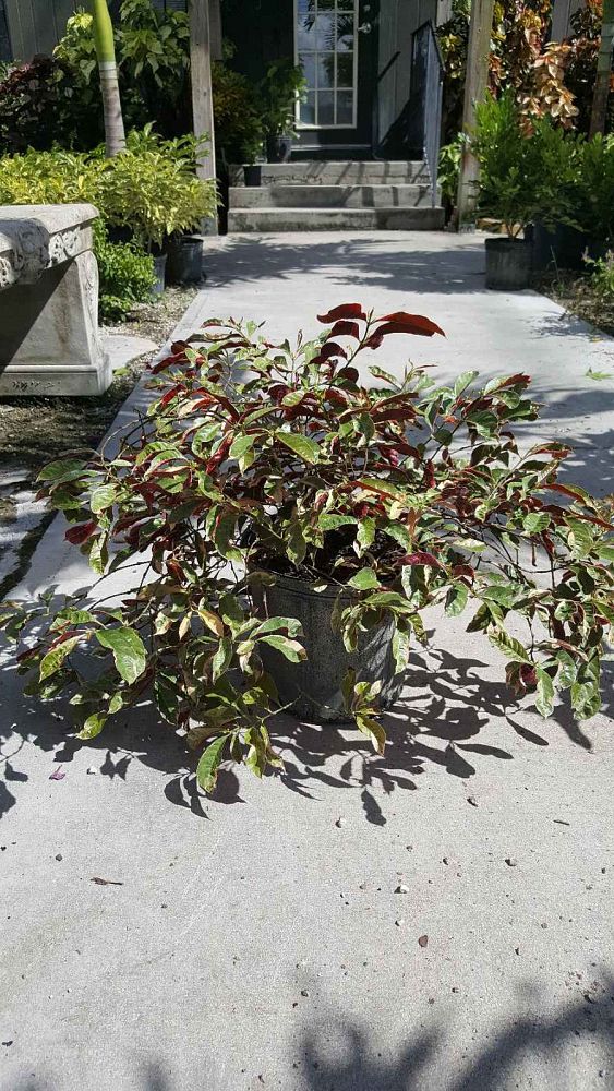 excoecaria-cochinchinensis-chinese-croton-firestorm
