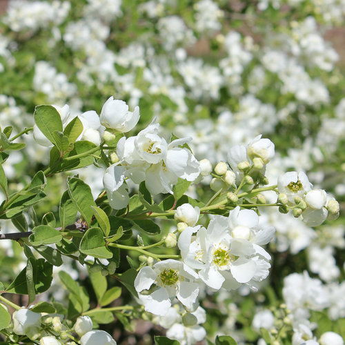 exochorda-blizzard-snow-day-reg-blizzard-pearl-bush