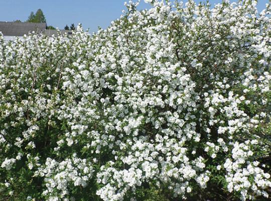 exochorda-snow-mountain-pearlbush