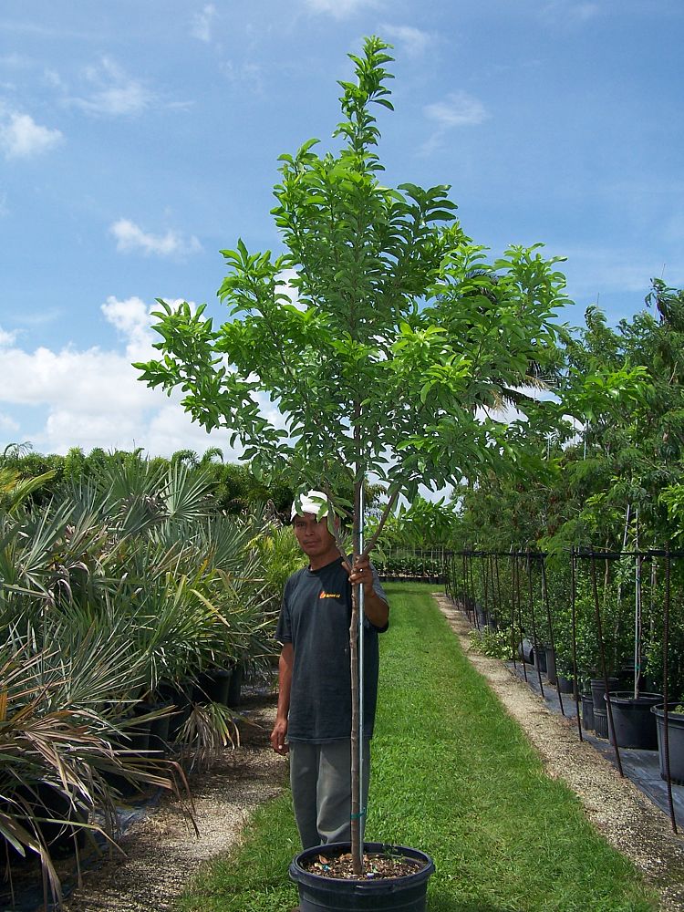 exothea-paniculata-inkwood