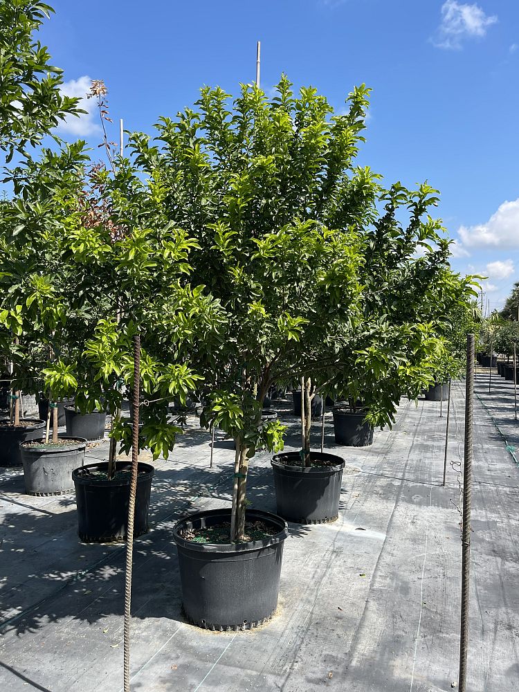 exothea-paniculata-inkwood