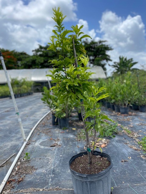 exothea-paniculata-inkwood