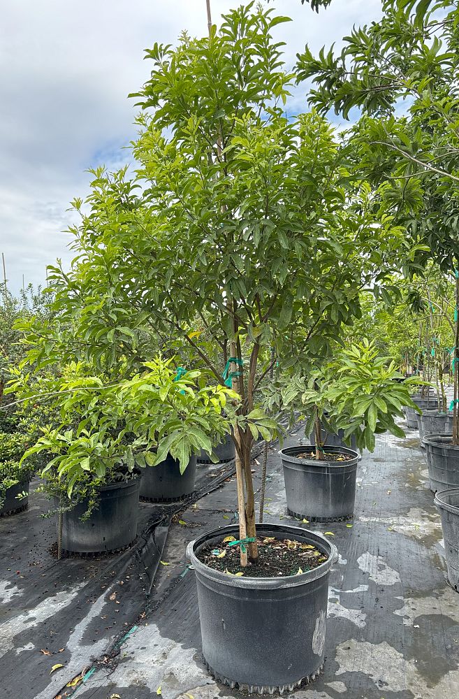 exothea-paniculata-inkwood