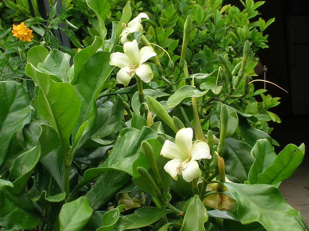 fagraea-berteriana-pua-kenikeni
