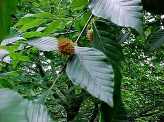 fagus-grandifolia-american-beech