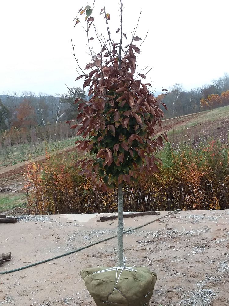 fagus-grandifolia-american-beech