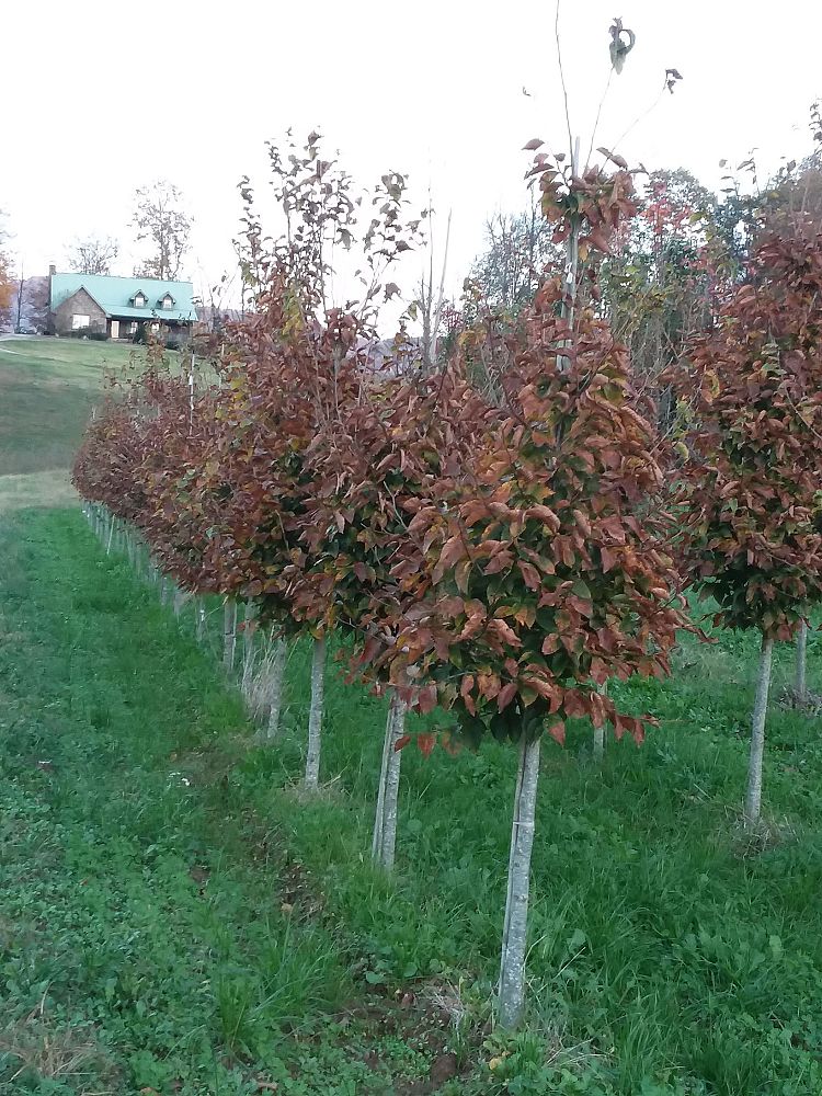 fagus-grandifolia-american-beech