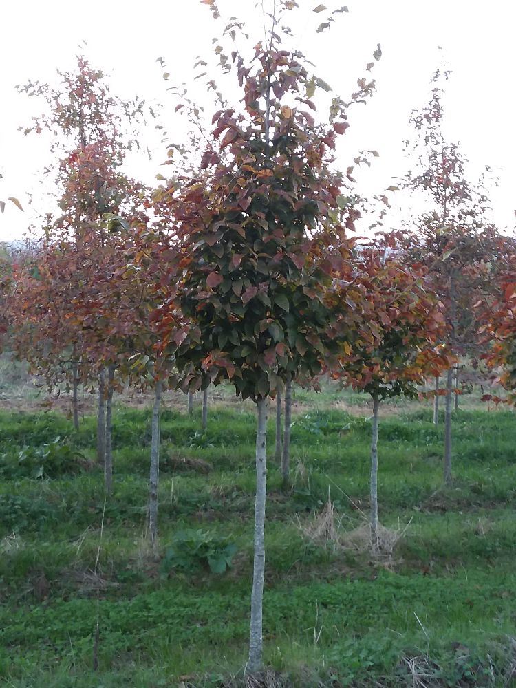 fagus-grandifolia-american-beech