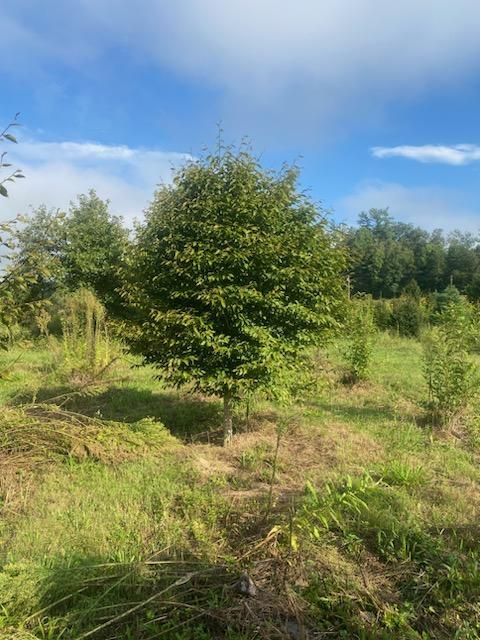 fagus-grandifolia-american-beech