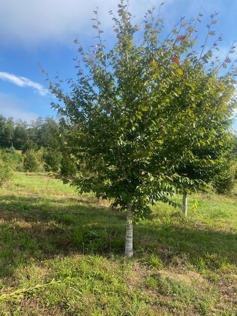 fagus-grandifolia-american-beech