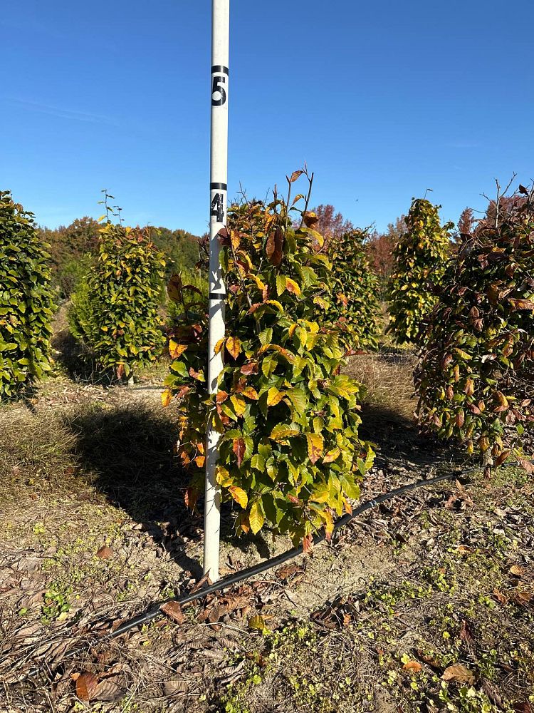 fagus-grandifolia-american-beech