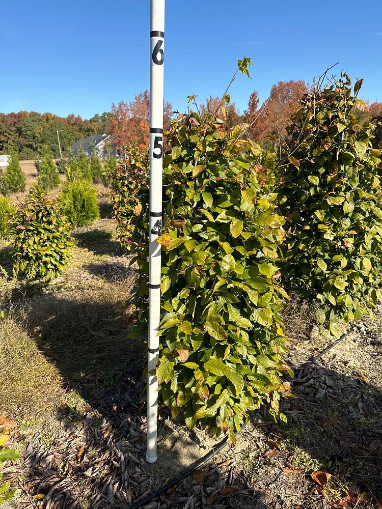 fagus-grandifolia-american-beech