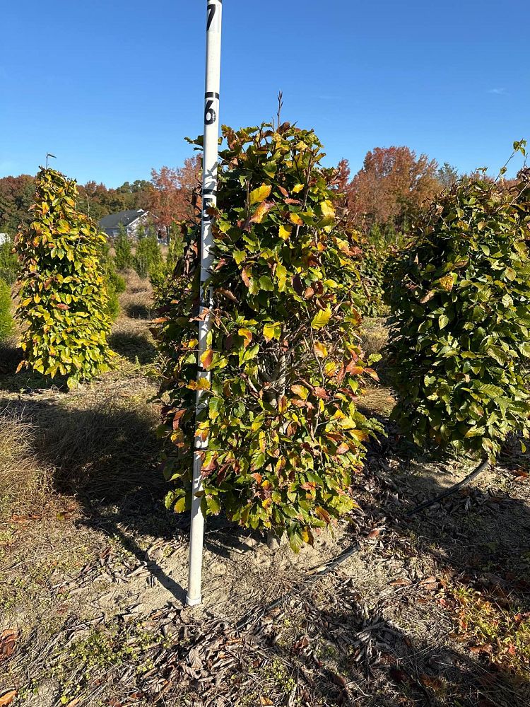 fagus-grandifolia-american-beech