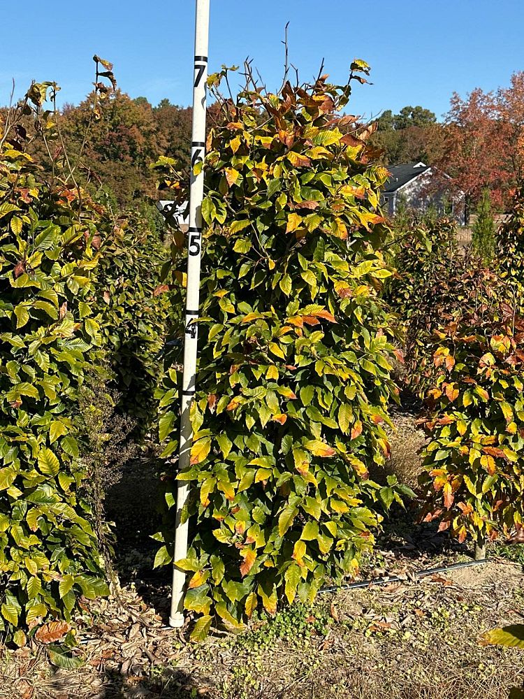 fagus-grandifolia-american-beech