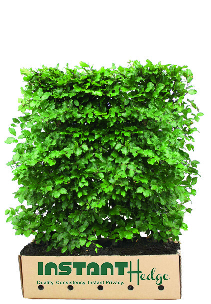 fagus-sylvatica-european-beech