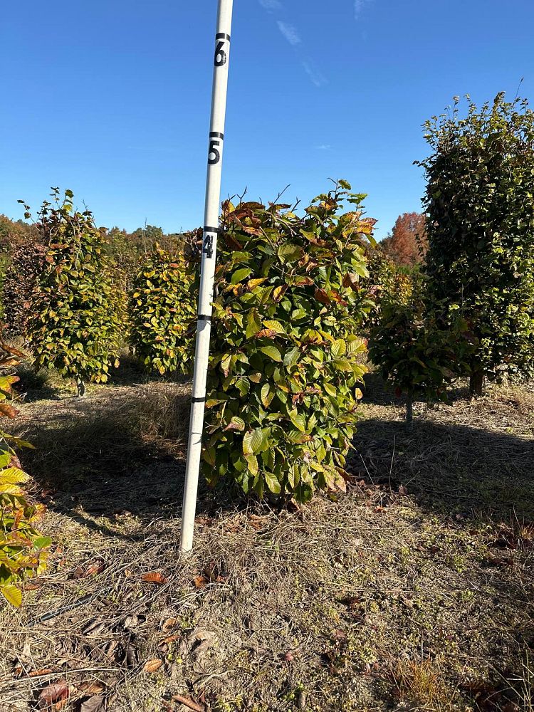 fagus-sylvatica-european-beech