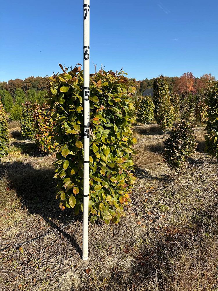 fagus-sylvatica-european-beech