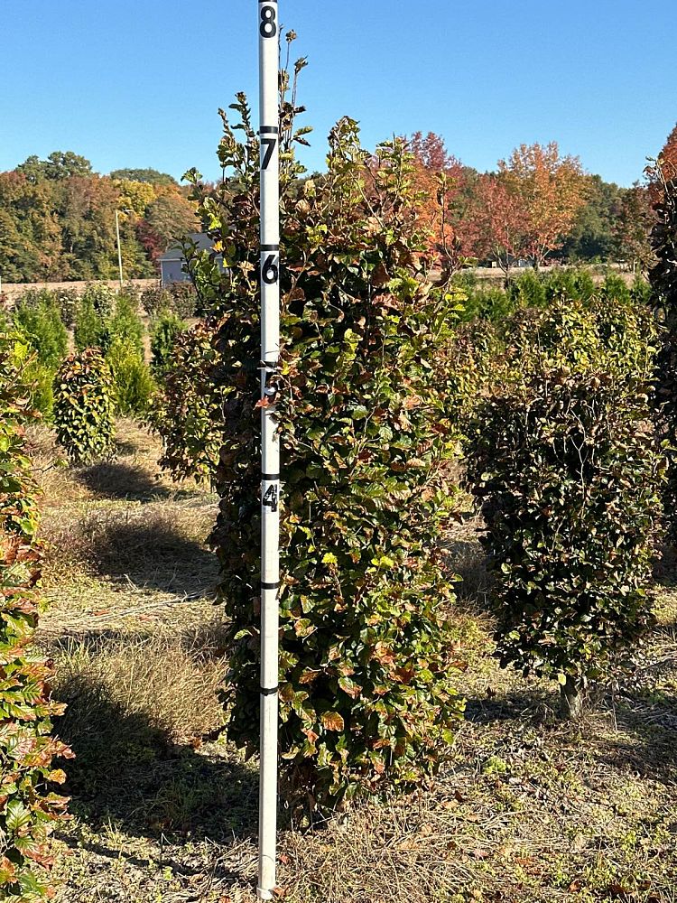 fagus-sylvatica-european-beech