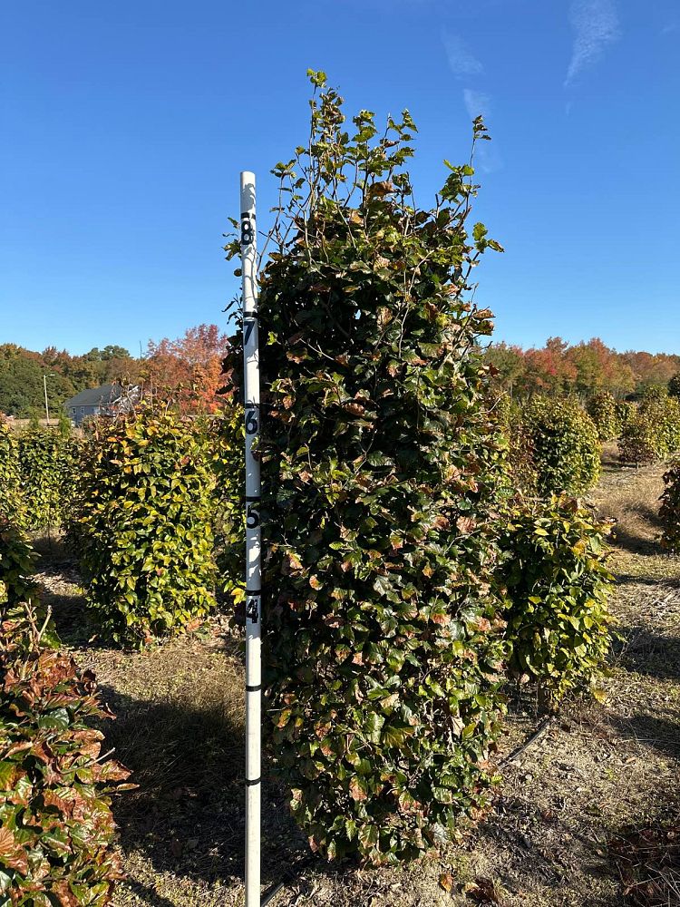 fagus-sylvatica-european-beech