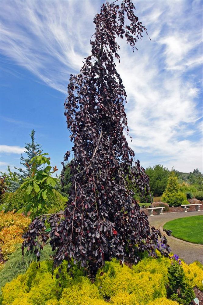 fagus-sylvatica-purple-fountain-european-beech