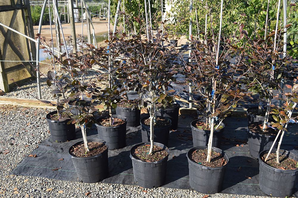 fagus-sylvatica-riversii-european-beech