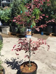 fagus-sylvatica-tricolor-european-beech