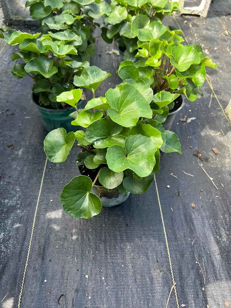 farfugium-japonicum-aureomaculatum-leopard-plant-aureo-maculata-ligularia-japonicum