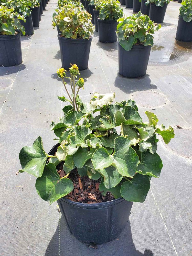 farfugium-japonicum-crispata-parsley-ligularia-leopard-plant-crested-ligularia-japonicum-ligularia-tussilaginea