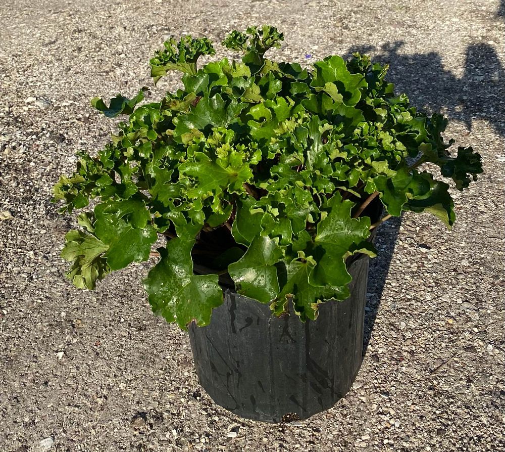 farfugium-japonicum-crispata-parsley-ligularia-leopard-plant-crested-ligularia-japonicum-ligularia-tussilaginea