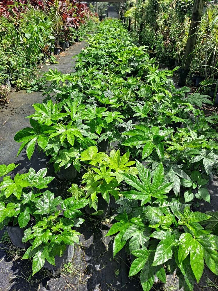 farfugium-japonicum-crispata-parsley-ligularia-leopard-plant-crested-ligularia-japonicum-ligularia-tussilaginea