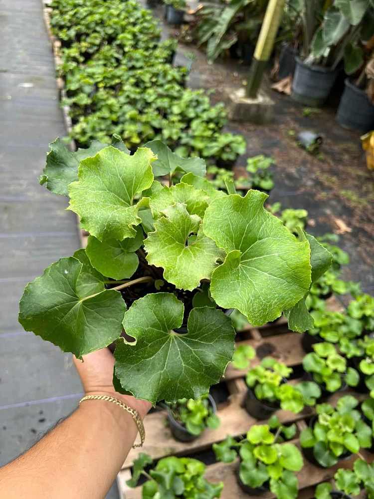 farfugium-japonicum-crispata-parsley-ligularia-leopard-plant-crested-ligularia-japonicum-ligularia-tussilaginea