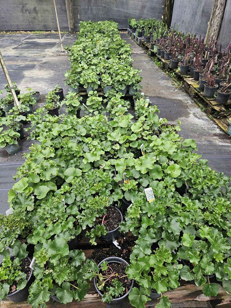 farfugium-japonicum-crispata-parsley-ligularia-leopard-plant-crested-ligularia-japonicum-ligularia-tussilaginea